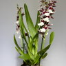 Орхидея Камбрия шоколадная 2 ст 