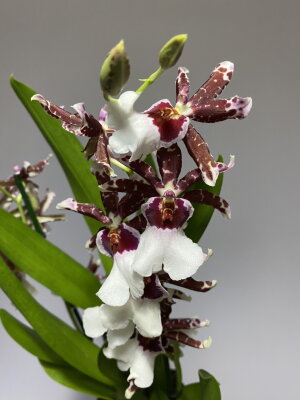 Орхидея Камбрия шоколадная 2 ст