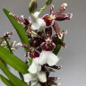 Орхидея Камбрия шоколадная 2 ст 