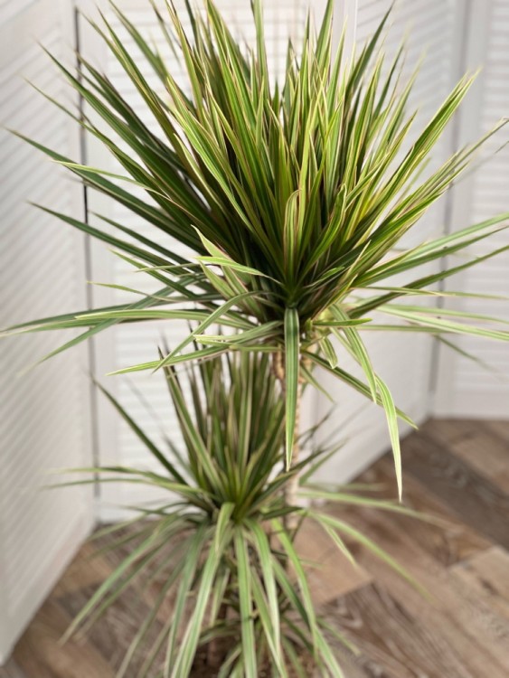 Драцена Маргината Биколор 3 ствола ⌀21 120 см 