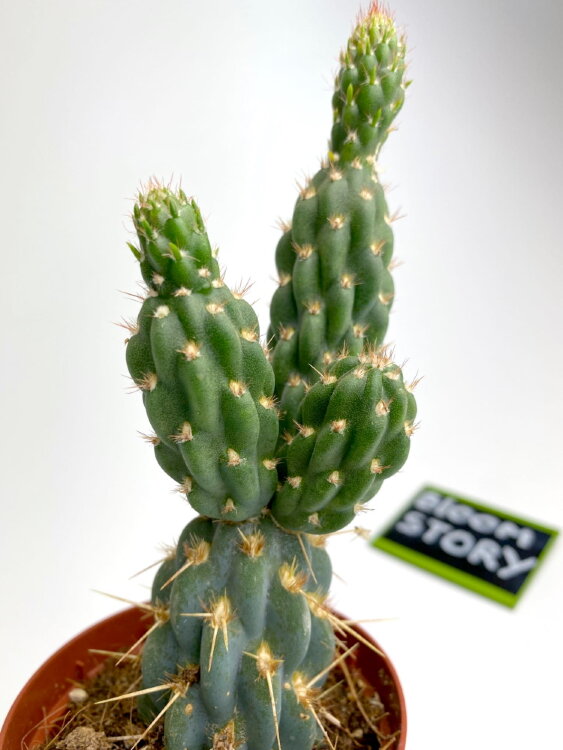 Опунция Мигуэль ⌀8 