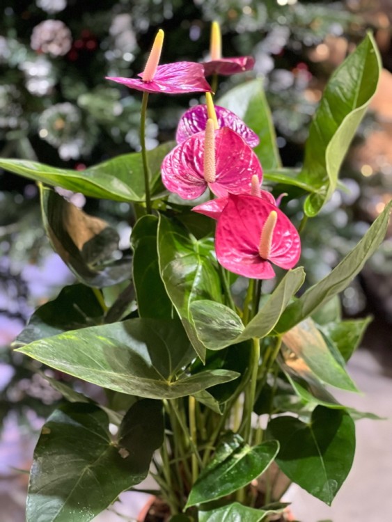 Антуриум Вайолет Харт ⌀21 75 