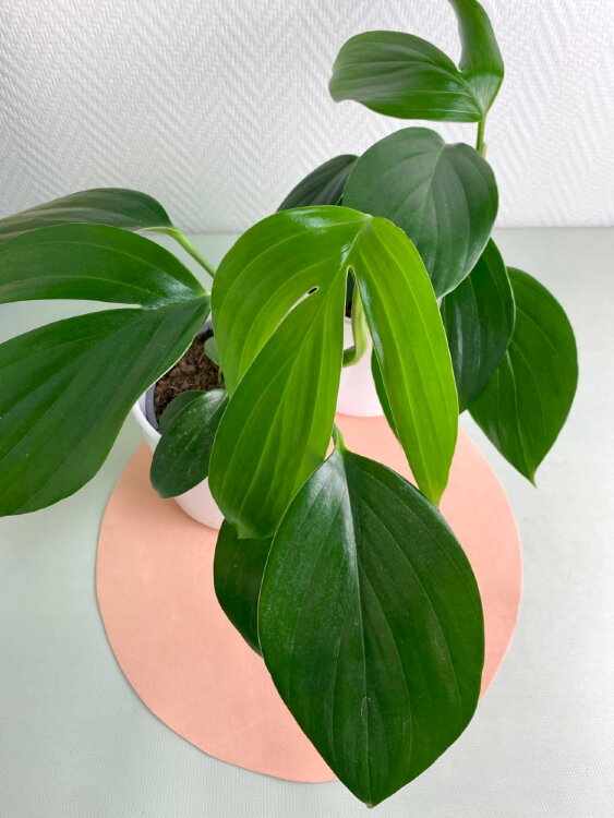 Филодендрон Драгон Тейл ⌀12 