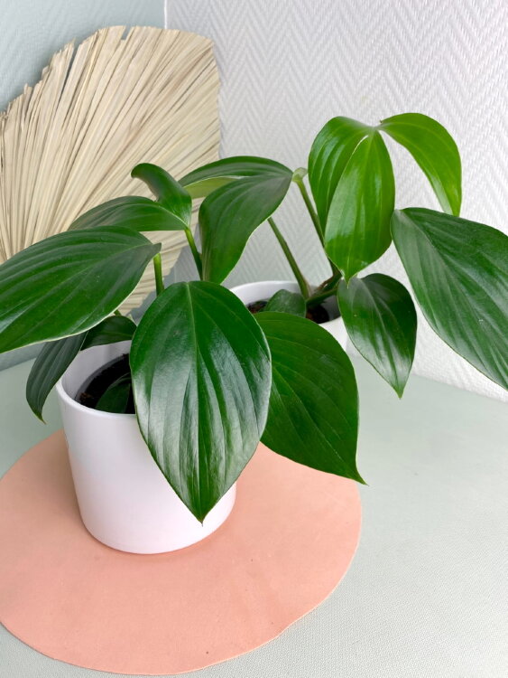 Филодендрон Драгон Тейл ⌀12 