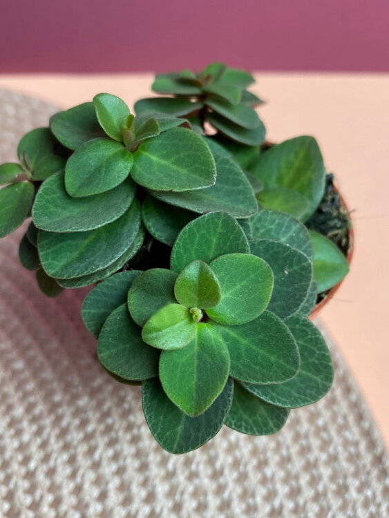 Пеперомия Вертициллата ⌀5 