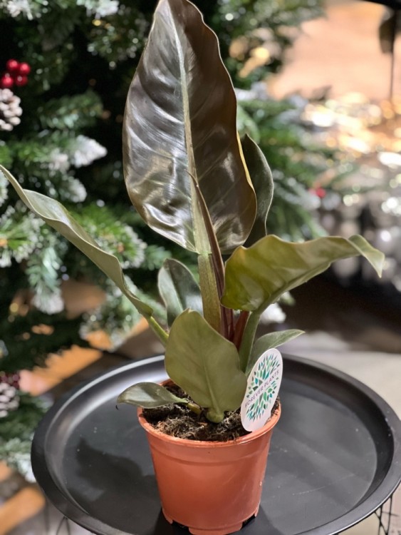 Филодендрон Империал Ред ⌀14 40 см 