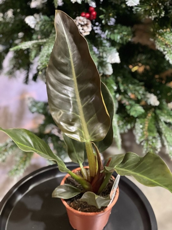 Филодендрон Империал Ред ⌀14 40 см 