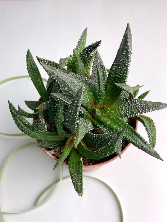 Хавортия Энон ⌀8 