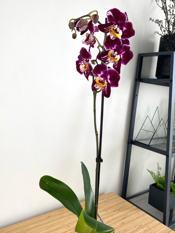 Орхидея Фаленопсис Катарина 1 ст 