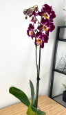 Орхидея Фаленопсис Катарина 1 ст 