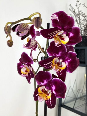 Орхидея Фаленопсис Шоколад гибрид 1 ст