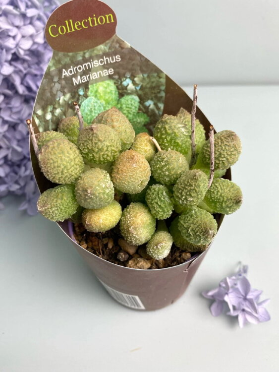 Адромискус Марианна Херрей Грин ⌀7 