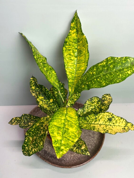 Кротон Голд Сан ⌀9 30 см  Кротон Голд Сан ⌀9 30 см