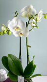 Орхидея Фаленопсис белая Кембридж Маэстро 2 ст 