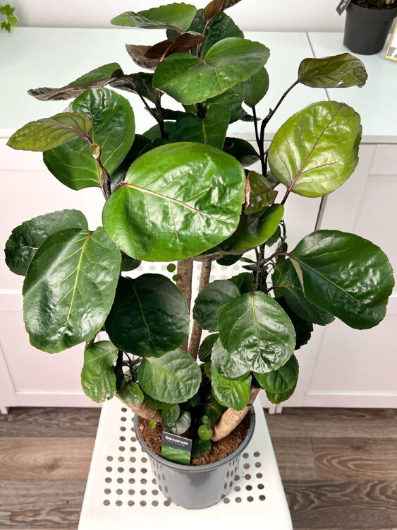 Полисциас Фабиан ⌀21 80 см 