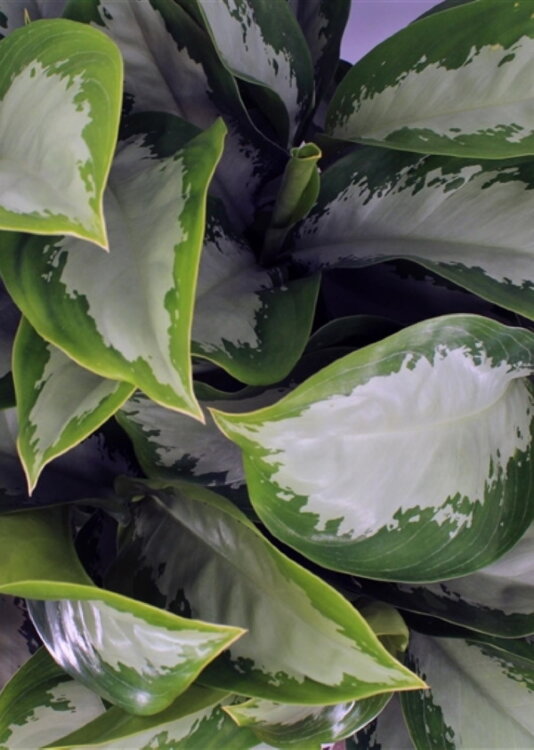 Аглаонема Даймонд Бэй ⌀21 50 см 