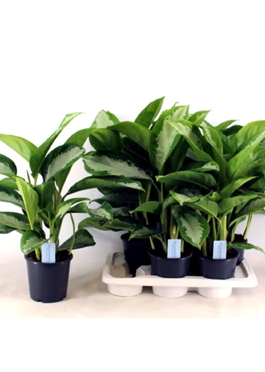 Аглаонема Даймонд Бэй ⌀21 50 см 