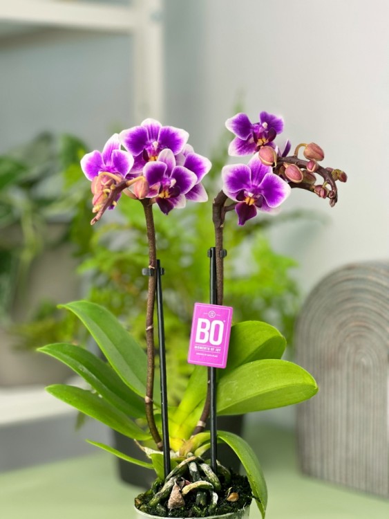 Орхидея Фаленопсис мини Сого Трис ⌀6 20 см 