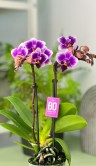 Орхидея Фаленопсис мини Сого Трис ⌀6 20 см 