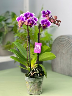 Орхидея Фаленопсис мини Сого Трис ⌀6 20 см