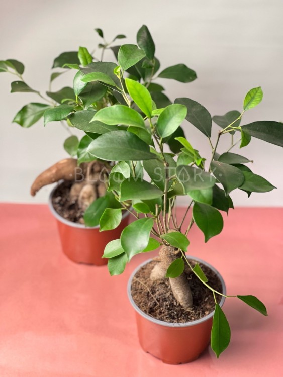 Фикус микрокарпа Ретуза ⌀12 30 см 