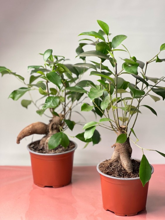 Фикус микрокарпа Ретуза ⌀12 30 см 