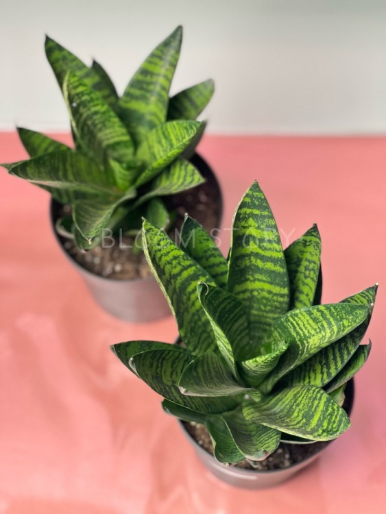 Сансевиерия Стар Минг Грин Марбл ⌀12 30 см 