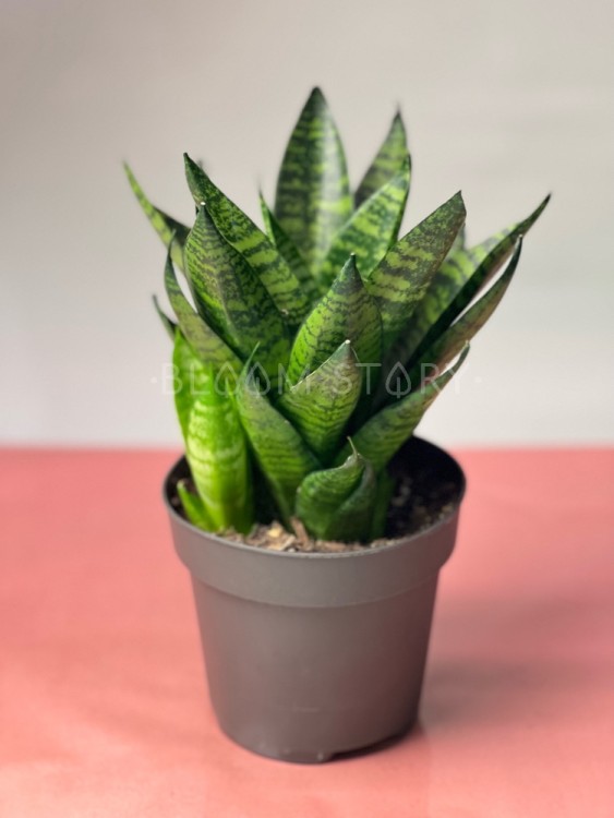 Сансевиерия Стар Минг Грин Марбл ⌀12 30 см 