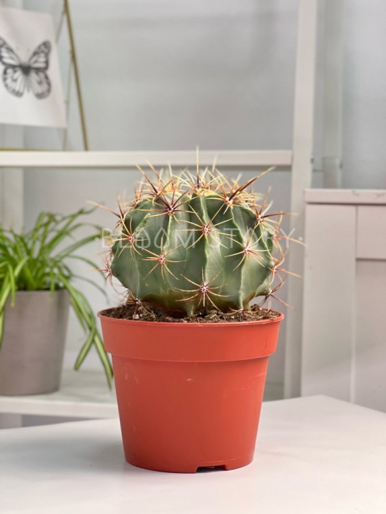 Ферокактус Хистрикс ⌀15 20 см 