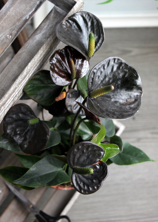 Антуриум Чёрный Блэк Лав ⌀12 40 см 