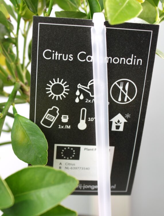 Цитрофортунелла Каламондин ⌀14 35 см 