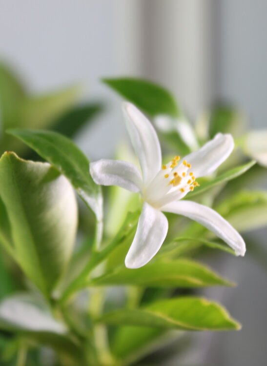 Цитрофортунелла Каламондин ⌀14 35 см 