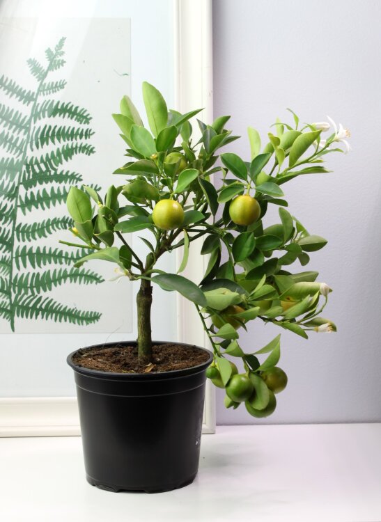 Цитрофортунелла Каламондин ⌀14 35 см 