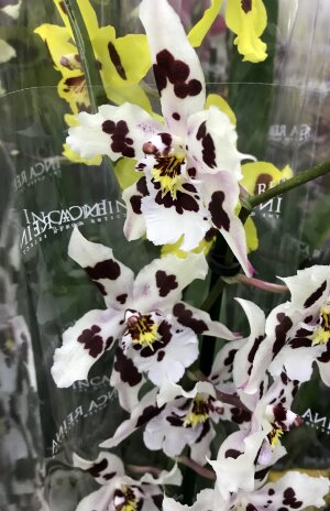 Орхидея Камбрия белая 1 ст