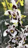 Орхидея Камбрия белая 1 ст 