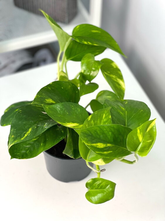 Эпипремнум Ауреум ⌀12 25 см 