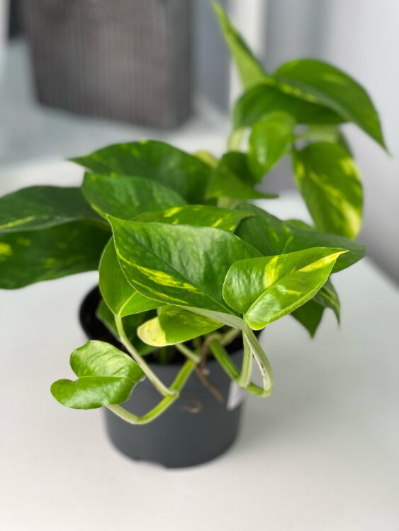 Эпипремнум Ауреум ⌀12 25 см 