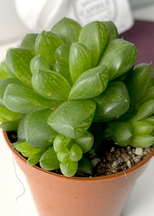 Хавортия Цимбиформис Обтуза ⌀5 