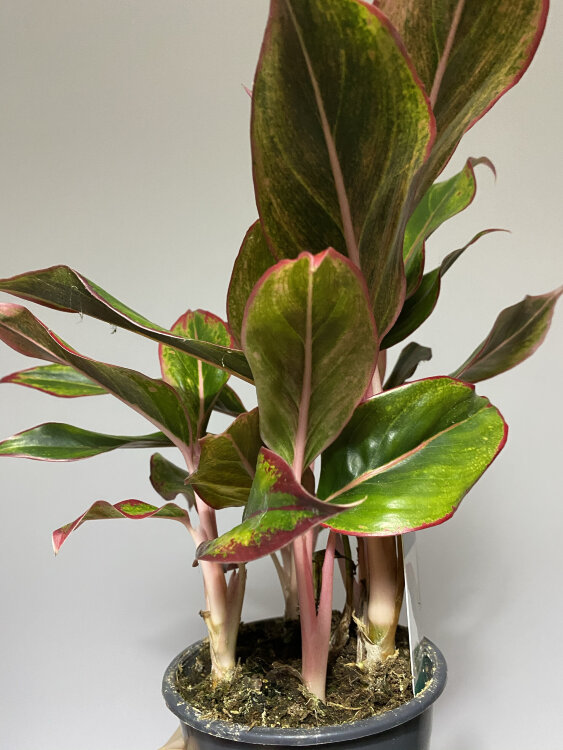 Аглаонема Крит ⌀12 35 см  Аглаонема Крит ⌀12 35 см