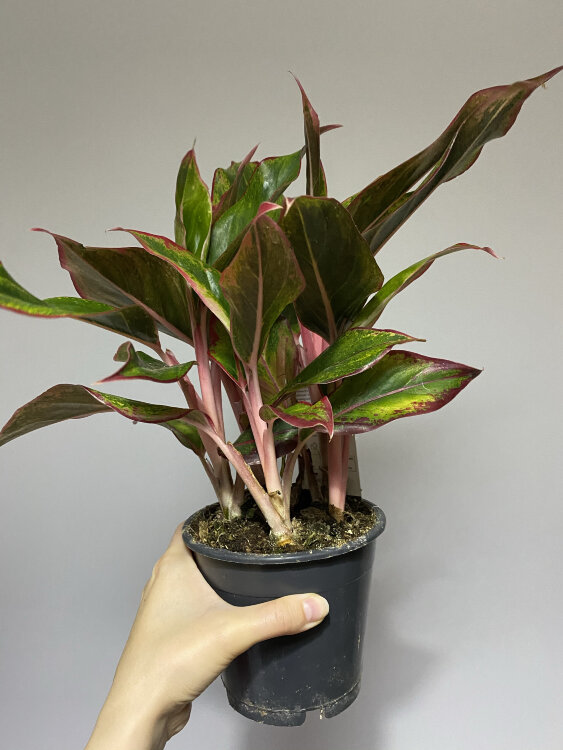 Аглаонема Крит ⌀12 35 см  Аглаонема Крит ⌀12 35 см