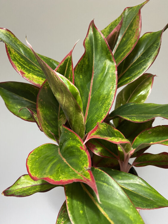 Аглаонема Крит ⌀12 35 см  Аглаонема Крит ⌀12 35 см