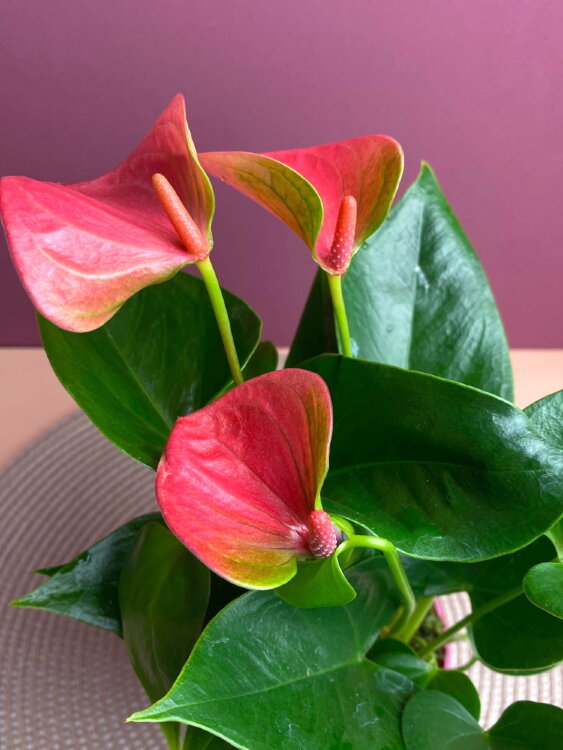 Антуриум розовый ⌀9 25 см 