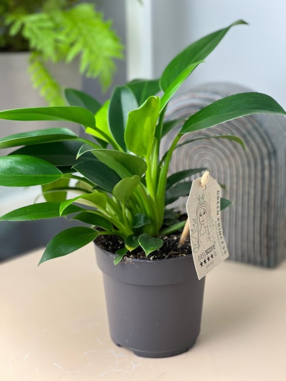 Филодендрон Грин Принцесс ⌀12 30 см 