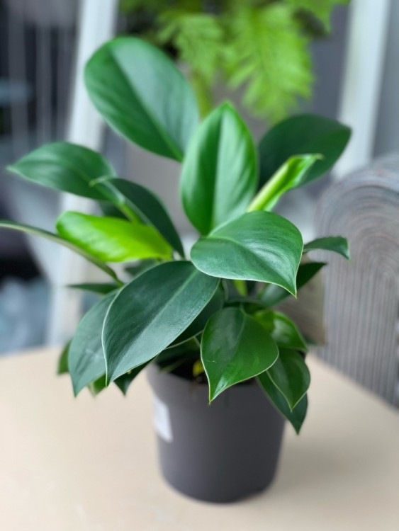 Филодендрон Грин Принцесс ⌀12 30 см 