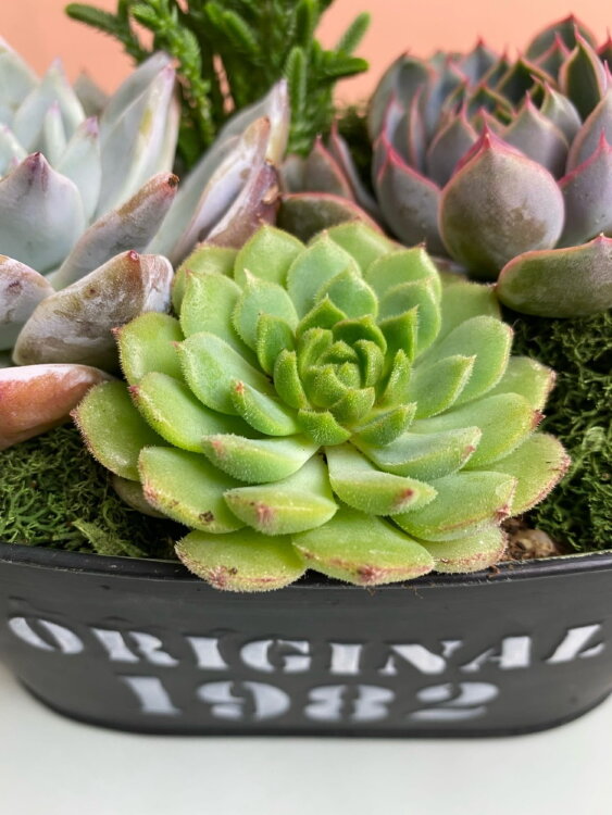 Композиция из суккулентов Дежавю 