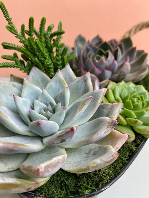 Композиция из суккулентов Дежавю 