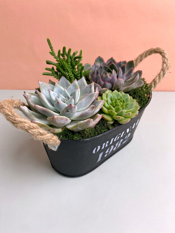 Композиция из суккулентов Дежавю 