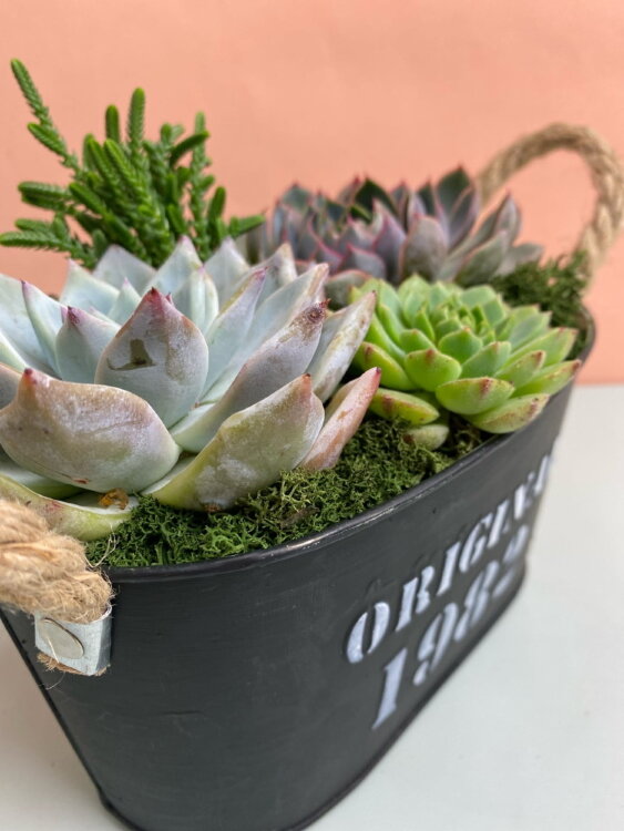 Композиция из суккулентов Дежавю 