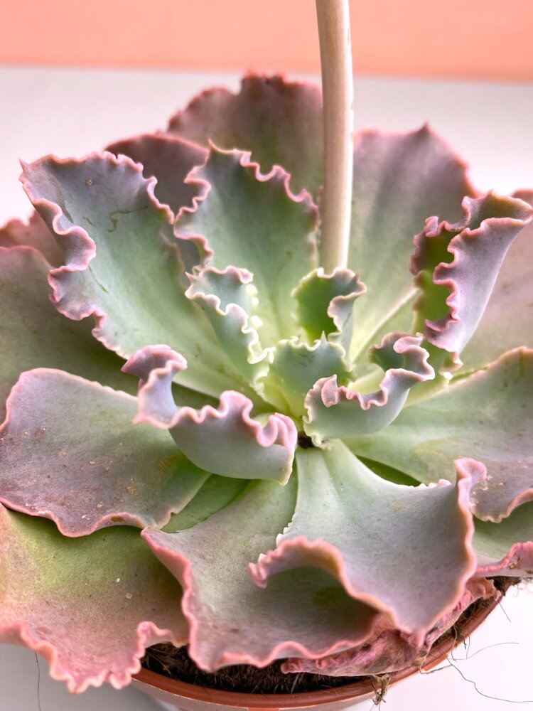 Эхеверия Шавиана Пинк Фриллc ⌀8 купить в Москве с доставкой | Магазин ...