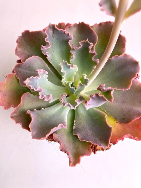 Эхеверия Шавиана Пинк Фриллc ⌀8 